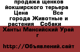 продажа щенков йокширского терьера › Цена ­ 25 000 - Все города Животные и растения » Собаки   . Ханты-Мансийский,Урай г.